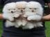 Zwergspitz Pomeranian Welpen