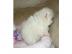 Sehr sch�ne Pomeranian Zwergspitz Welpen