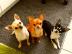Supermini Chihuahua Welpen sind da ! !