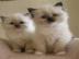 M�nnlich und weiblich Ragdoll K�tzchen
