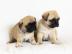 S��er Mops Welpe