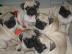 3 Mops Welpen 100% Kennel Club registrie