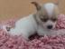 Wundersch?ne Mini Chihuahua Welpen