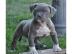 Wundersch�ne reinrassige Pitbull Welpen
