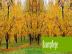 Baumf�llung nur  45 Eur/h 0676 484 00 66