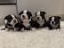 Boston Terrier Welpen bereit zu gehen