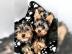 Yorkshire Terrier Welpen