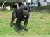 Cane corso welpen zu verkaufen
