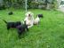 Labrador Welpen sucht neues Zuhause