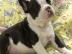 Reinrassige franz?sisch Bulldogge Welpen