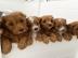 Cavapoo-Welpen verstehen
