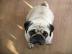 wei� wundersch�nen Mops Welpen zur Annah