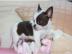 100% MINIChihuahua welpen