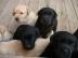 Labrador Welpen mit Papieren