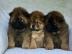 Chow Chow Welpe weiblich, cremefarben mi