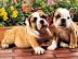 Zwei gesunde Tiny English Bulldog welpen
