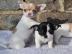 S�sse Chihuahuawelpen mit Ahnentafel