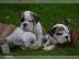 English Bulldog Top Angebote