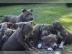 S??er Pitbull Welpen zur Annahme. WhatsAp