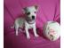 Chihuahua Welpe M�dchen braucht ein neue