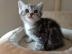 Britisch Kurzhaar Kitten (BKH),. 