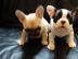 Schwarz-wei?e Franz?sische Bulldoggen W