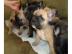 S��er Franz�sisch Bulldogge-Welpen