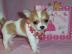 Chihuahua welpen Mit papieren