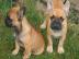 Franz�sische Bulldoggen Welpen mit Papie