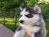 S??e Pomsky-Welpen f?r die Heimkehr
