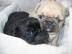 Mini Mops babys Beige und schwarz !