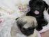 100% Traumhafter reinrassige mops welpen