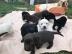 Labrador Babys mit Papieren whatsapp Num