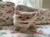 Britisch Kurzhaar Katzen mit Stammbaum