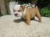 Sch?ne englische Bulldogge Welpen. 