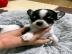 Chihuahua Welpen Chihuahua welpen Ahnen