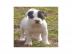 American Pit Bull Terrier