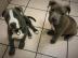 Bildh�bsche Reinrassige Amstaff Welpen