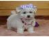 Sch?ne Bichon Frise Welpen