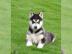 Siberian Husky Welpen mit VDH/DCNH/FCI-