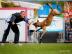 Belgischer Sch�ferhund malinois, Welpen
