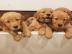 Fantastische Golden Retriever Welpen f�r