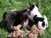 Typvolle Chihuahua Welpen. . suchen Traump