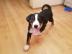 Appenzeller Sennenhund Welpen
