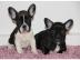 Bildsch�ne Franz�sische Bulldoggen Welpe