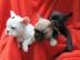 Franz�sische Bulldoggen Welpen mit Papie