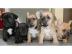 super sute Franz�sische Bulldoggen Welpe