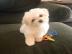 Maltese Welpen