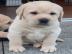 Labrador Welpe.  whatsapp (+49 1577 51461