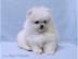 Zwergspitz Pomerania  welpen